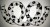Colour/Design: White with Black Paws